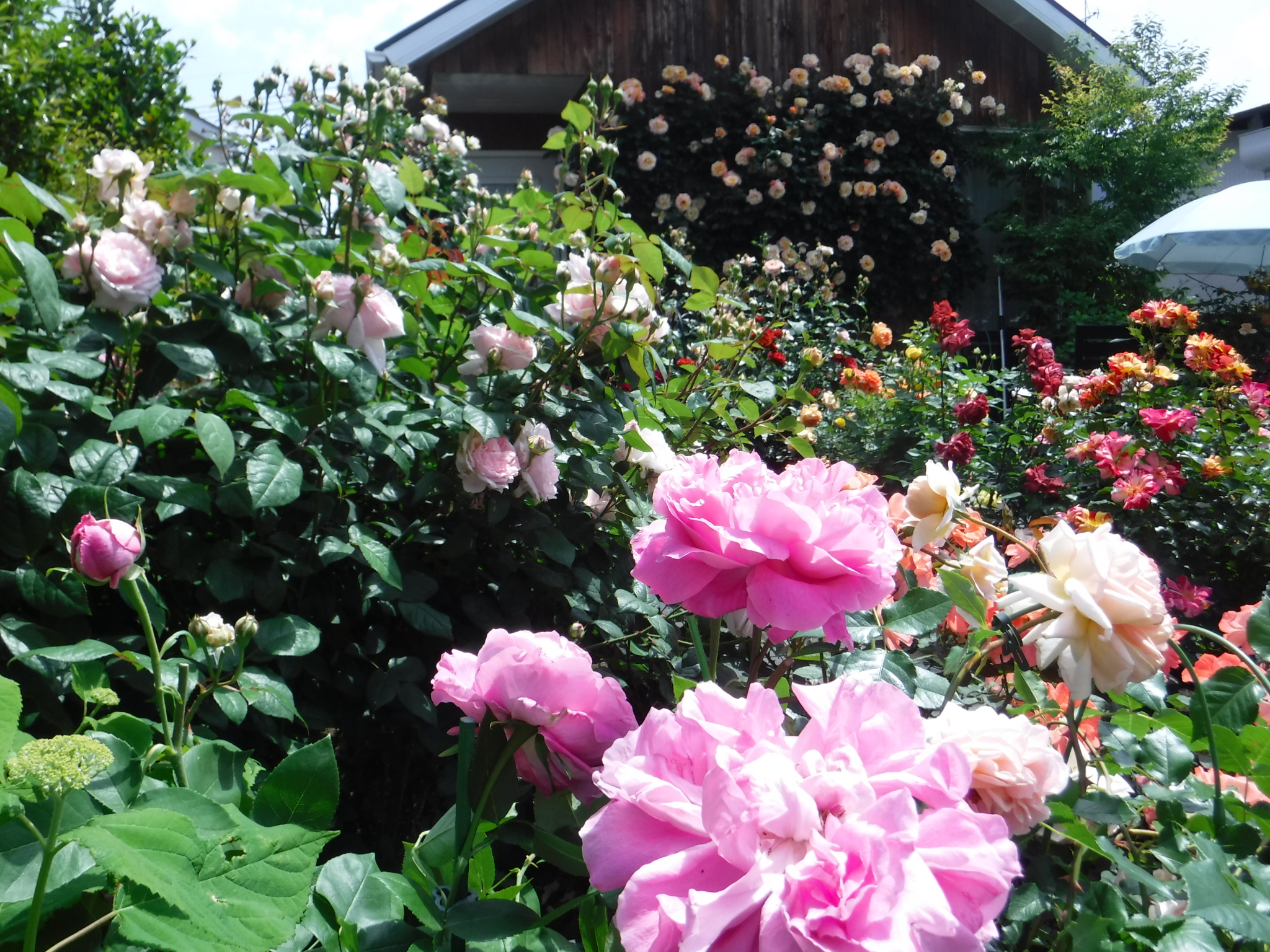 DSCF6644　〇.jpg